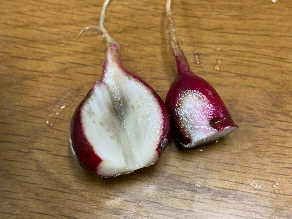 ラディッシュの傷みについて 検品について 作業所ひな ファームワーク ひな野菜記録帳 ラディッシュの傷みについて 検品について 作業所ひな ファームワーク ひな野菜記録帳