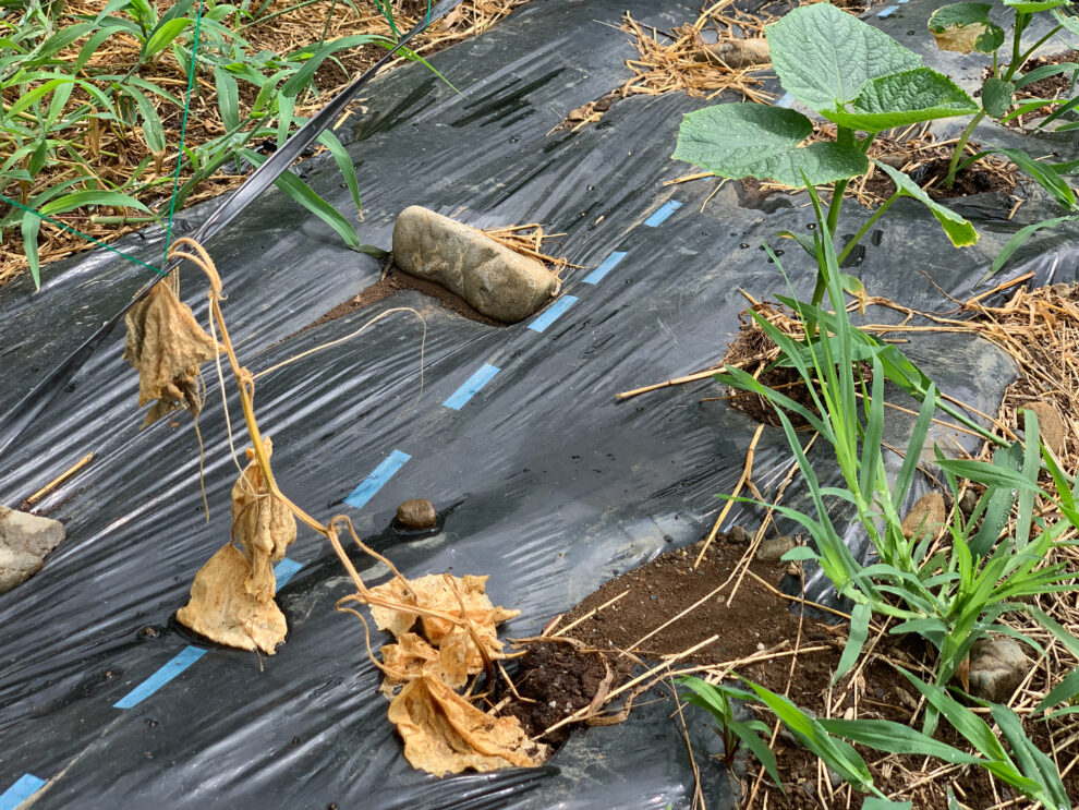 夏の苗の定植作業について