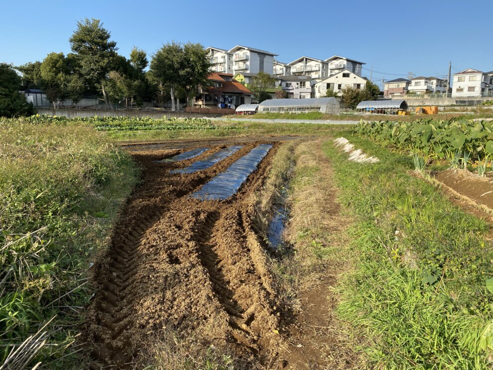 2019年11月8日(金)の作業記録 (小溝畑と吉岡さん畑を農林公社によるマルチ張り ナス畝撤去作業)