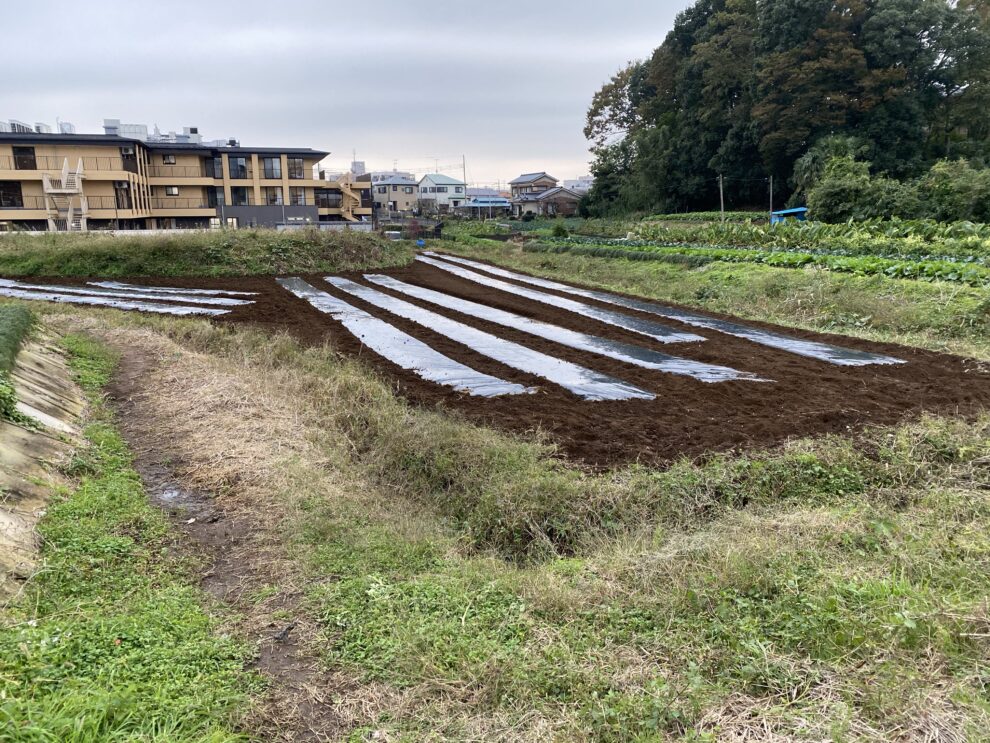 2019年11月11日(月)の作業記録 (収穫作業メイン)