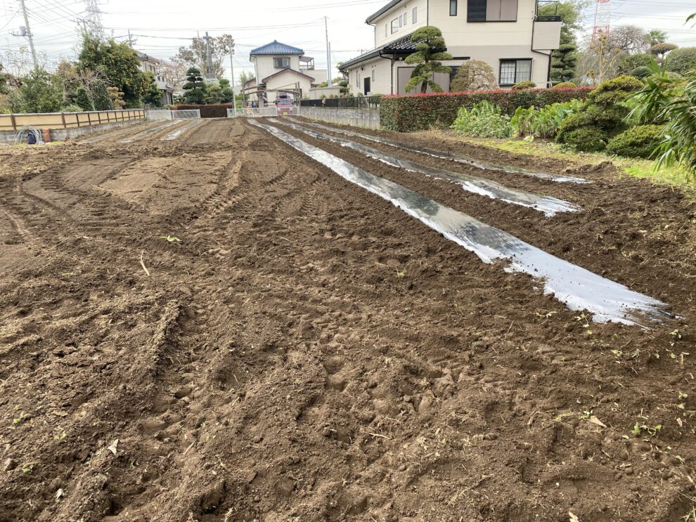 2019年11月13日(水)の作業記録 (鈴木さん畑マルチ張り)