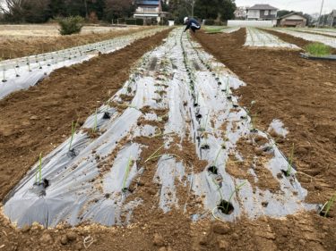 2019年12月19日(木)の作業記録 (かぶ本格的に収穫開始、小溝の玉ねぎ畑で玉ねぎの定植作業終了)