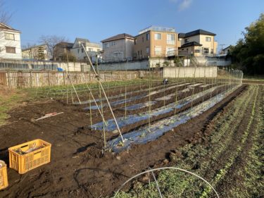 2020年1月15日(水)の作業記録 (絹さや、スナップエンドウの定植作業とネット張り作業)