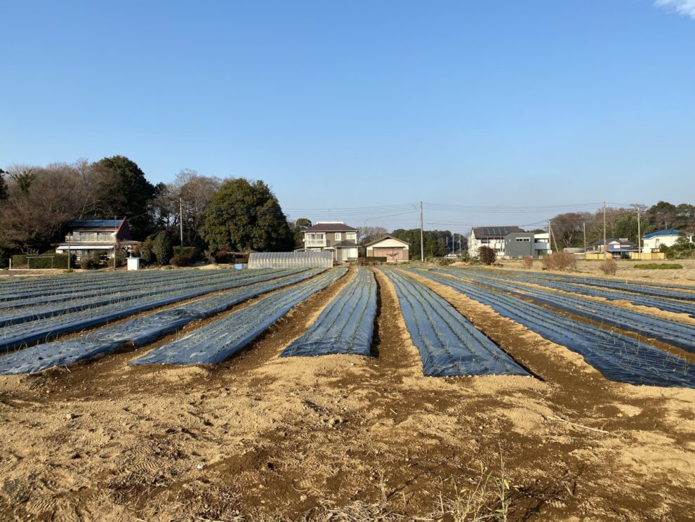 鶏糞 玉ねぎ 追肥