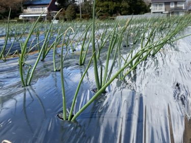 2020年3月16日(月)の作業記録 (小溝玉ねぎ畑の確認と除草、ジャンボシシトウ種蒔き育苗作業)