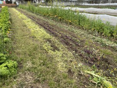 2020年3月23日(月)の作業記録 (吉岡さん畑の玉ねぎ畝の除草作業、鈴木さん畑ビニールハウス内の苗の状態、買い物、給水ホース水漏れ修繕)