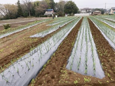 2020年3月31日(火)の作業記録 (斉藤さん、鈴木さん、小溝玉ねぎ畑での除草作業)