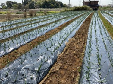 2020年4月3日(金)の作業記録 (小溝玉ねぎ畑の除草作業)