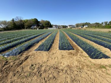 2020年4月6日(月)の作業記録 (ズッキーニ種蒔き、小溝玉ねぎ畑除草作業、作物生育状況等)