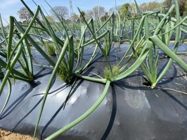 2020年4月7日(火)の作業記録 (小溝玉ねぎ畑の除草作業)