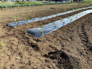 2020年5月1日(金)の作業記録 (新･斉藤さん畑に茄子とピーマンの定植作業を行いました。ゴールデンウィーク前後の作業予定の進捗状況)