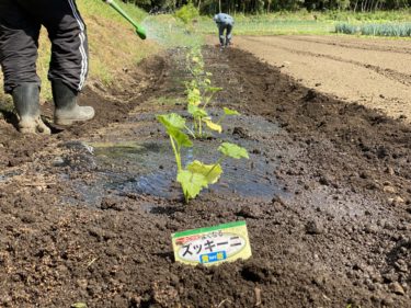 2020年5月7日(木)の作業記録 (ミニトマト定植作業完了、吉岡さん畑のジャガイモ畝の除草作業、黄色ズッキーニ定植作業完了)