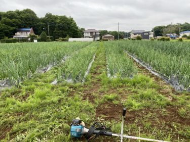 2020年5月21日(木)の作業記録 (鈴木さん畑のミニトマトの芽搔き作業、鈴木さん畑で枝豆の定植作業、小溝玉ねぎ畑の除草作業)