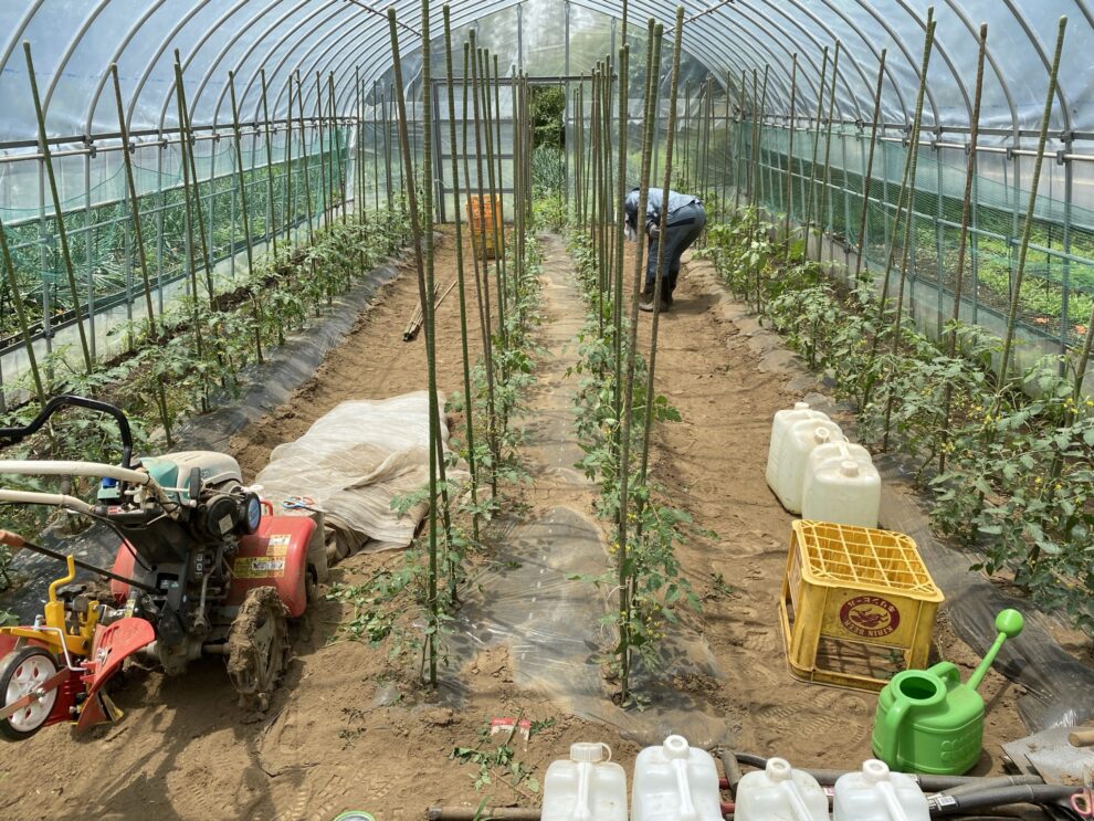 年5月27日 水 の作業記録 ミニトマトの支柱立て芽搔き誘引作業 作業所ひな ファームワーク ひな野菜記録帳