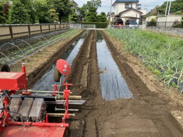 2020年6月2日(火)の作業記録 (マルチ張り、モロヘイヤの種まき)