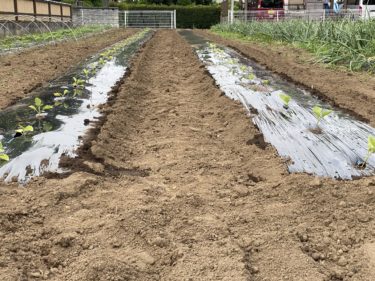 2020年6月3日(水)の作業記録 (緑茄子定植作業)