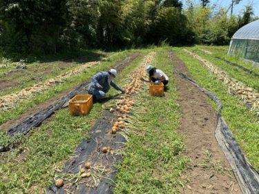 2020年6月10日(水)の作業記録 (キュウリネット張りの続き、鈴木さん畑の玉ねぎ回収、玉ねぎの葉切り根切り作業、斉藤さん上・中の畑の作付け図を更新)