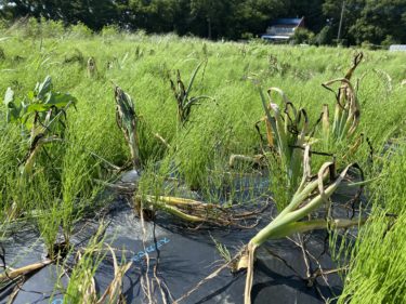 2020年6月16日(火)の作業記録 (ミニトマト芽搔き誘引作業、玉ねぎ整理回収)