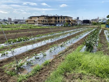 2020年6月17日(水)の作業記録 (茄子の誘引剪定と支柱立て作業、モロヘイヤ播種作業、おかひじき定植作業、玉ねぎ150㎏納品)