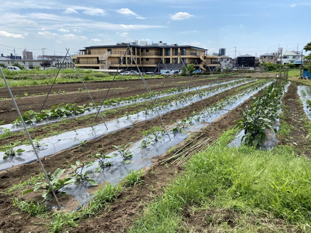 年6月17日 水 の作業記録 茄子の誘引剪定と支柱立て作業 モロヘイヤ播種作業 おかひじき定植作業 玉ねぎ150 納品 作業所ひな ファームワーク ひな野菜記録帳