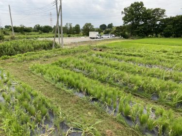 2020年6月18日(木)の作業記録 (小溝玉ねぎ畑の除草と玉ねぎ回収、吉岡さん畑の玉ねぎ回収、その他ジャガイモ収穫等)