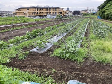 2020年6月30日(火)の作業記録 (玉ねぎ根切り葉切り、茄子の支柱立てと誘引線の設置作業)