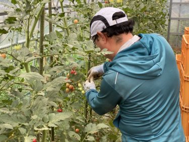 2020年7月14日(火)の作業記録 (ミニトマトの芽搔き誘引作業、鈴木さん畑の除草作業等)