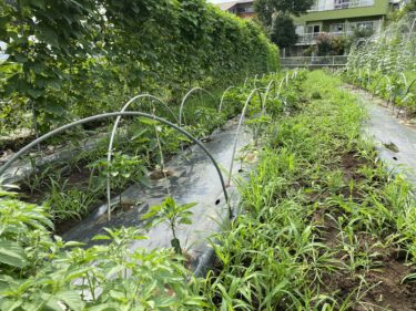 2020年7月22日(水)の作業記録 (シシトウの剪定誘引作業)