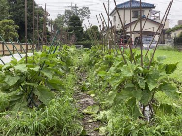 2020年7月29日(水)の作業記録 (鈴木さん畑、緑茄子の支柱立てと剪定誘引作業)