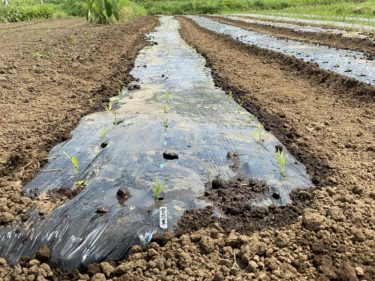 2020年8月5日(水)の作業記録 (斉藤さん畑の除草作業、空芯菜の定植作業)