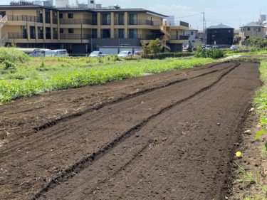 2020年9月9日(水)の作業記録 (スナップエンドウ播種作業)