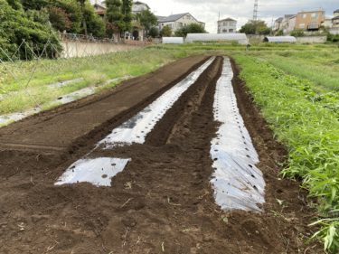 2020年9月10日(木)の作業記録 (小松菜播種作業、大根畝作り)