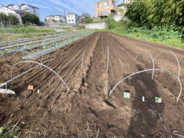 2020年10月5日(月)の作業記録 (小溝玉ねぎ畑のマルチ剥がし作業、斉藤さん畑に春菊の第二弾の播種作業、田中さん畑にカブの播種作業)