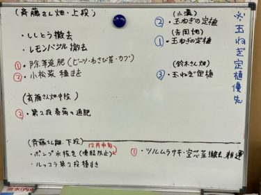 2020年11月13日(金)の作業記録 (アスパラガス畝紐張り、ツルムラサキと空芯菜の撤退作業、畑作業ミーティング)