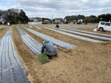 2020年12月9日(水)の作業記録 (小溝玉ねぎ畑と鈴木さん畑で玉ねぎの定植作業と補植作業)