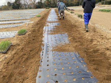 2020年12月10日(木)の作業記録 (吉岡さん畑で玉ねぎの追加定植作業、小溝玉ねぎ畑で追加マルチ張り作業)