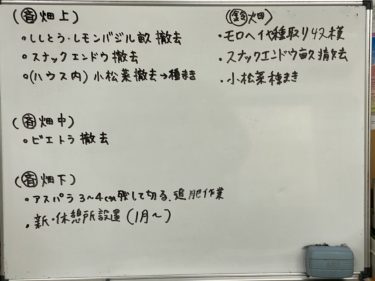 2020年12月18日(金)の作業記録 (玉ねぎ定植作業終了、斉藤さん畑の中の畑の春菊畝の除草作業と追肥作業、畑作業ミーティング)