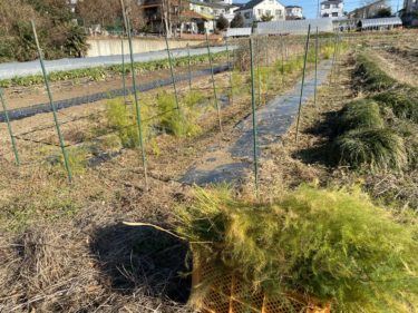 2020年12月22日(火)の作業記録 (鈴木さん畑のスナックエンドウ撤去作業、斉藤さん畑のスナックエンドウのマルチ剥がし作業、アスパラガス葉の切り取り作業等)