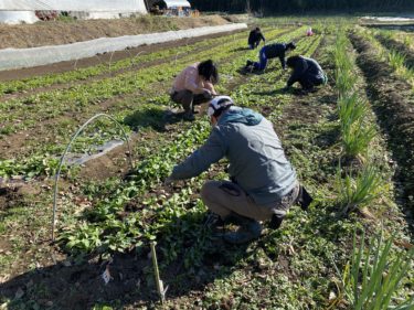 2020年12月23日(水)の作業記録 (鈴木さん畑のビニールハウス内に小松菜とほうれん草の播種作業、斉藤さん畑でほうれん草畝の除草作業と追肥作業)