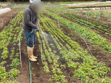 2020年12月24日(木)の作業記録 (斉藤さん畑でほうれん草の除草作業、斉藤さん畑で散水作業)