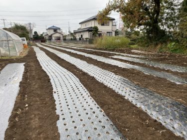 2020年12月3日(木)の作業記録 (鈴木さん畑と小溝玉ねぎ畑で玉ねぎの補植作業、移植機が動作しなくなりました)