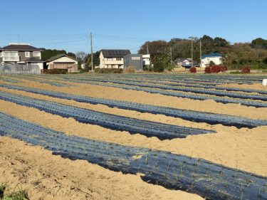 2020年12月4日(金)の作業記録 (小溝玉ねぎ畑で玉ねぎの補植作業、鈴木さん畑で玉ねぎの定植と補植作業)