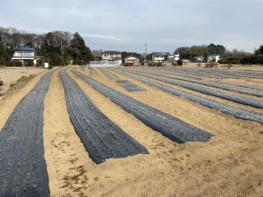 2021年1月5日(火)の作業記録 (仕事始め、畑視察と水やり作業、ヨークマートから野菜回収)