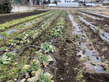 2021年1月28日(木)の作業記録 (斉藤さん畑の下の畑の休憩所の骨組み完成、花蕾が付かず失敗したカリフラワーの防虫ネット外し作業、畑作業ミーティングで作付け計画作業)