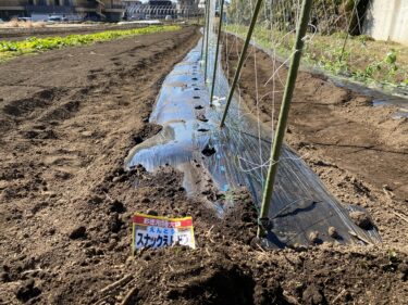 2021年2月9日(火)の作業記録 (スナックエンドウ播種作業、斉藤さん畑の中の畑に鶏糞を入れて耕耘作業、レタスの播種育苗作業、岩槻ネギについて)