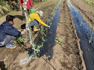 2021年2月10日(水)の作業記録 (斉藤さん畑から岩槻ネギと土寄せ機を小溝玉ねぎ畑に移動、絹さや摘心作業、斉藤さん畑の下の畑の休憩所の屋根張り作業)