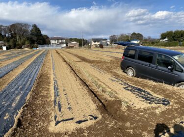 2021年2月17日(水)の作業記録 (小溝玉ねぎ畑で岩槻ネギの定植作業)