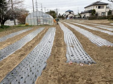 2021年2月26日(金)の作業記録 (鈴木さん畑と吉岡さん畑で玉ねぎの追肥作業)