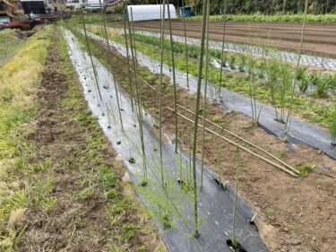 2021年4月2日(金)の作業記録 (里芋定植作業、ビーツの播種作業、小溝畑除草作業、アスパラ支柱立て作業)