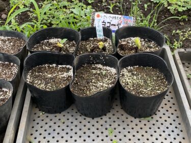 2021年4月5日(月)の作業記録 (小溝畑除草作業、斉藤さん畑ビニーハウス内除草作業)